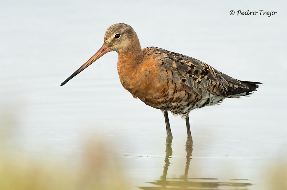 Aguja colinegra (Limosa limosa)